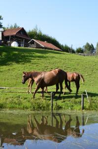 three horses walking in a field next to a body of water at Gospodarstwo Agroturystyczne "Paryja" in Ołpiny