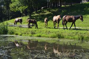 um grupo de cavalos em pé num campo por uma massa de água em Gospodarstwo Agroturystyczne "Paryja" em Ołpiny