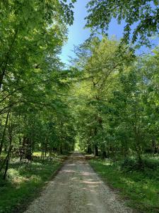 un camino de tierra con árboles a ambos lados en Château de Montabert, en Montaulin