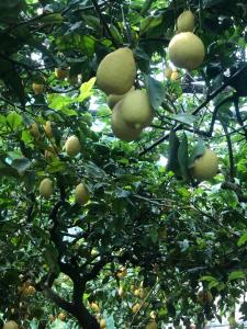 ミノーリにあるCasa Ortensiaの木の果実