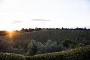 un viñedo al atardecer con la puesta de sol en el horizonte en Agriturismo Macinello, en Montefiridolfi