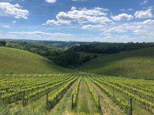 uitzicht op een wijngaard in de heuvels bij Agriturismo Macinello in Montefiridolfi