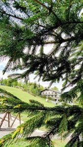 a view of a pine tree with a house in the background at Hotel Superski in Cavnic