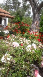 A garden outside Villa Elvira