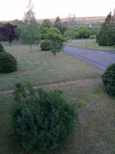 a green bush in a field next to a street at Appartement pres de beauval et des châteaux in Montrichard