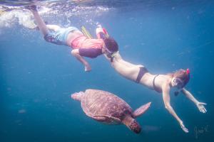two people swimming in the water with a turtle at Meublé 8 Couchages Bord De Mer in Les Anses-dʼArlets