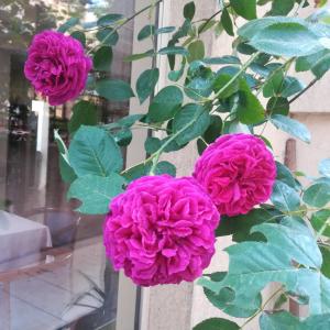 a group of pink flowers on a window sill at Kapri Hotel in Sofia