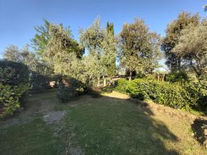 una vista sul soffitto di un cortile con alberi e erba di Tenuta Santa Maria a Campagnatico