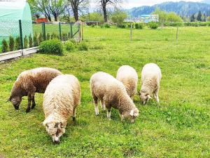 ツァルナ・グラにあるApartamenty Góraleczka z widokiem- pokój zabawの草原の羊の群れ