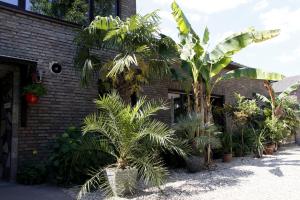 un grupo de palmeras frente a un edificio de ladrillo en Villakunterbunt en Nettetal