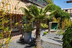 a palm tree in front of a house at Guest House Aquarius in Zandvoort