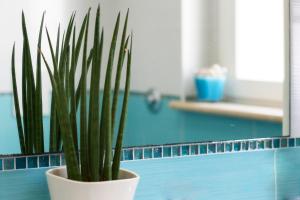 a potted plant sitting on top of a blue counter at Mavip Residence in San Benedetto del Tronto