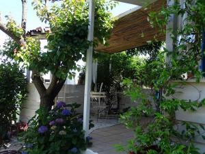 a patio with a tree and a wooden pergola at CASA PENTONE in Cervione