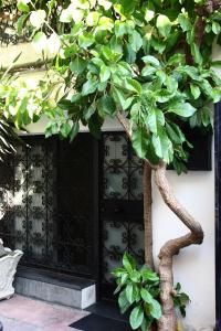 uma árvore em frente a uma porta preta em Daniela House em Santa Teresa di Riva