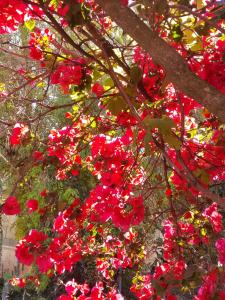 faliraki apartments في بينيتسيس: حفنة من الزهور الحمراء على شجرة