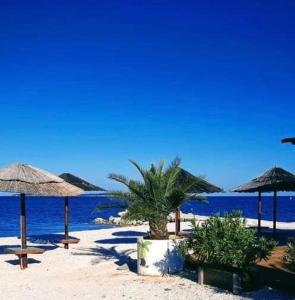 una playa con sombrillas, palmeras y el océano en Residence Panolija, en Fažana