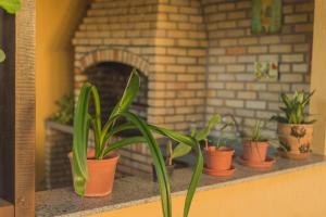 uma fila de vasos de plantas numa prateleira com lareira em Chalés Aguaí em Natal