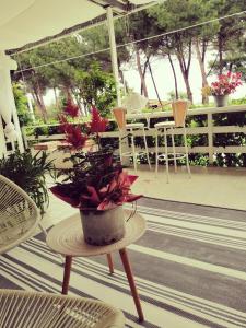 eine Veranda mit einer Topfpflanze auf einem Tisch in der Unterkunft Hotel Petit in Silvi Marina