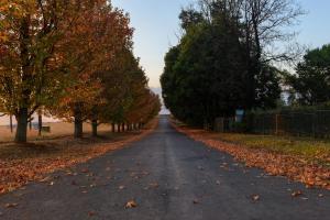 une route bordée d'arbres en automne dans l'établissement Cayley Mountain Resort, à Champagne Valley