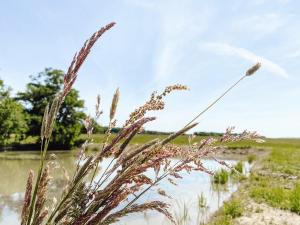 ein Grasfeld neben einem Wasserkörper in der Unterkunft Le Val Suzenay in Vendeuvre-sur-Barse