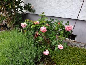 un jardin avec des roses roses en face d'un bâtiment dans l'établissement Pension Boitz, à Rust