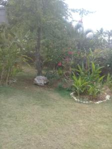 einen Garten mit Blumen und einem Baum im Regen in der Unterkunft La Casa Del Arbol in Las Galeras