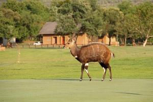 a gazelle walking in a field of grass at First Group Magalies Park in Hartbeespoort