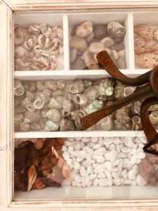 a drawer filled with different types of shells and rocks at A Villa by the Sea Bed & Breakfast in Vila Franca do Campo