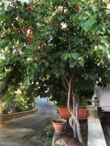 Fotografie z fotogalerie ubytování Mountain Rose Hotel & Restaurant v destinaci Pedoulas