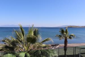 two palm trees in front of the water at Zest Exclusive Hotel & Spa in Ortakent