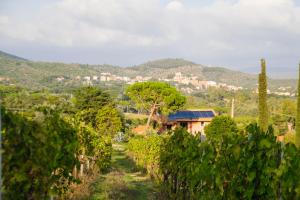 a path through a vineyard with a house in the background at Agriturismo Colle Vento in Suvereto