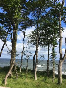 widok na ocean przez drzewa na plaży w obiekcie Apartament Amalia z tarasem widokowym i bocznym balkonem w Rewalu +2 zdjęcia