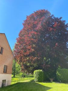 un gran árbol con hojas rojas al lado de un edificio en Eds Bruk Basecamp, en Edsbruk