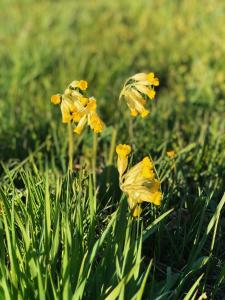 Fotografie z fotogalerie ubytování Kihnu home - Sepa talu v destinaci Rootsiküla