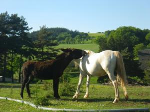 Saint-Léons的住宿－Mas de La Boheme - L'Hermet，两匹马站在草地上