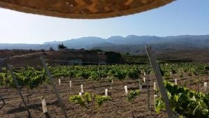 a vineyard with rows of green vines at Cuevita El Abrigo - 1 dormitorio in Lomo de Arico