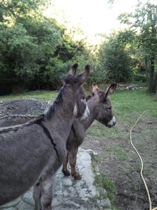 dos burros parados uno al lado del otro en un campo en B&B La Capanna Rossa, en San Romolo