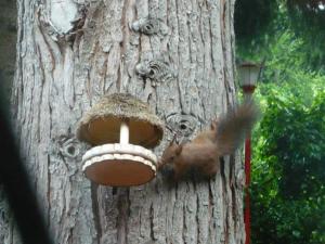 una ardilla comiendo de un pájaro alimentándose de un árbol en B&B La Capanna Rossa, en San Romolo