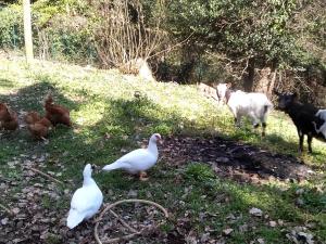 un gruppo di polli e capre che si trovano nell’erba di B&B La Capanna Rossa a San Romolo