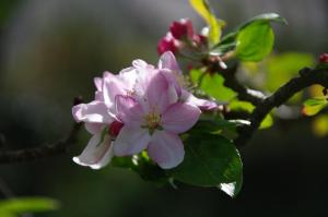 um ramo de uma árvore com flores cor-de-rosa em A l'Ombre des Pommiers em Ergué-Gabéric