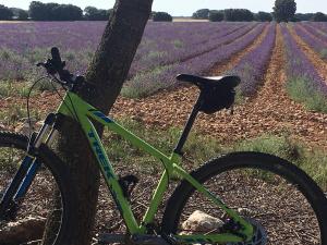 een fiets geparkeerd naast een boom in een lavendelveld bij Casa Rural LAS ABUBILLAS in Mirabueno