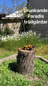Zahrada ubytování Villa Verdi