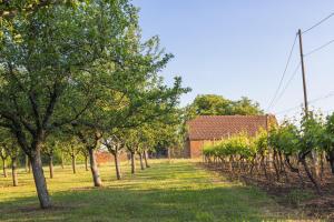 Zahrada ubytování Village Wine House