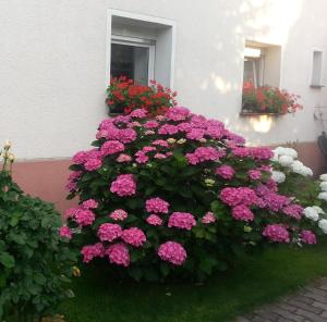 Zahrada ubytování Apartment Dietze