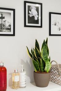 uma planta sentada numa prateleira com três fotografias na parede em ARCORE Premium Rental Grafton Way em Londres