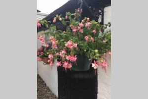 a pot of pink flowers on a wall at The Nook at West Langton lodge in Market Harborough