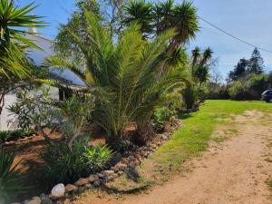 a row of palm trees next to a dirt road at Hakuna matata in Benagil
