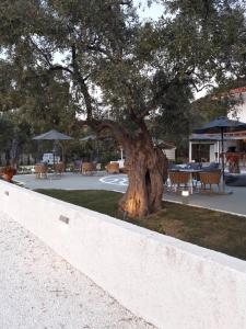 Fotografie z fotogalerie ubytování Orama Thassos v destinaci Skala Sotiros