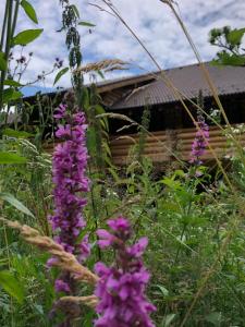 a field of purple flowers in front of a cabin at Casa din Vale in Săcuieu