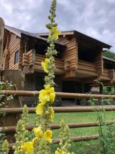 a plant with yellow flowers in front of a log cabin at Casa din Vale in Săcuieu